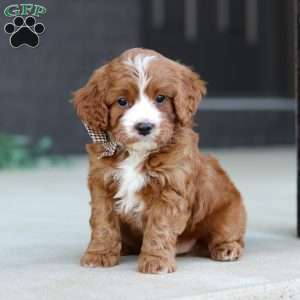 Kobe, Cavapoo Puppy